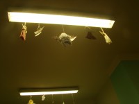 obrázek z fotogalerie